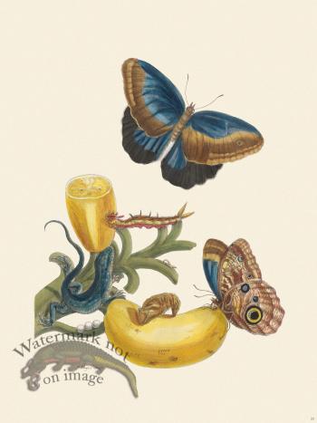 Merian Metamorphosis 23